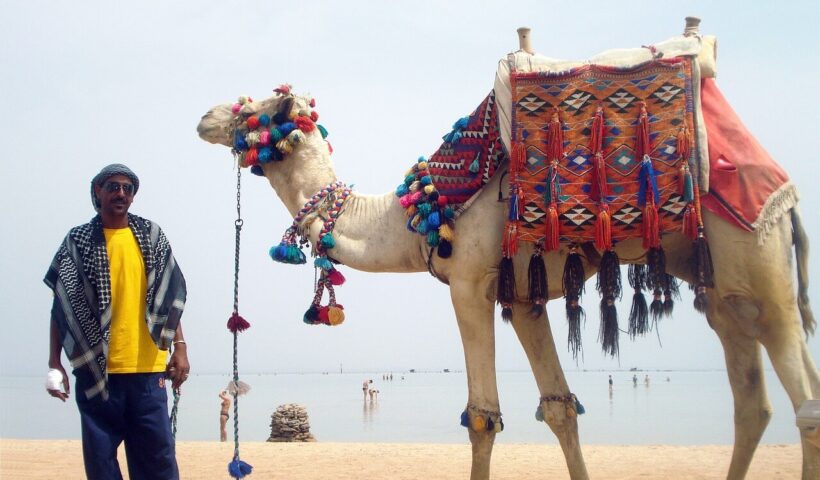 camel_tekumatlamallesh