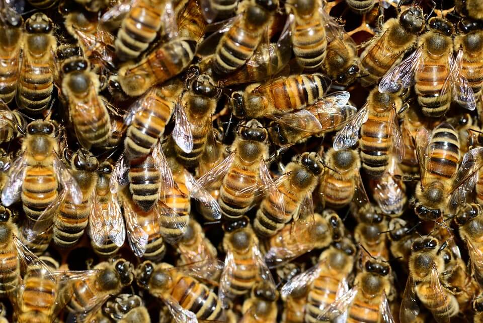 bees_tekumatlamallesh